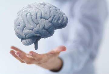 ۸ ماده غذایی موثربرای جوان نگه داشتن مغز