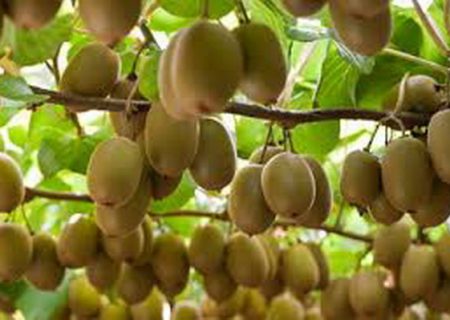 خواص کیوی از تقویت سیستم ایمنی تا کمک به کاهش وزن