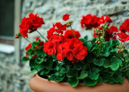 گل‌هایی که در تمام سال شکوفا می‌شوند