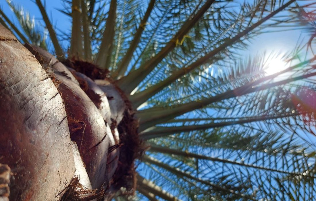 کاشت اشتباه درختان نخل در شهر خرم آباد