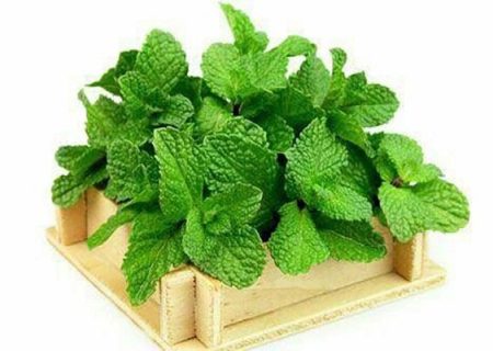 اختلالات گوارشی را با این دمنوش درمان کنید
