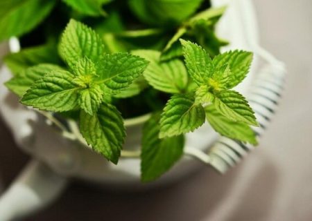 دستگاه تنفستان را با این گیاه خوشبو کنید