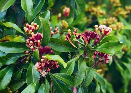 سوپراستار گیاهان دارویی با خواص معجزه‌آسا