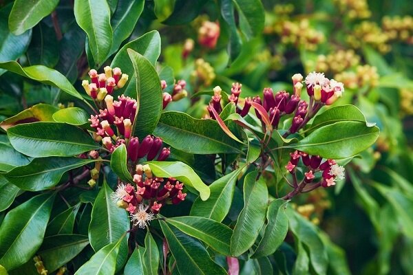 سوپراستار گیاهان دارویی با خواص معجزهآسا