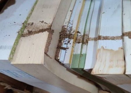 «هجوم موریانه به هشت تن کتاب در لرستان» شایعه‌ای بی اساس و کذب است