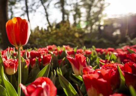 باغ ایرانی؛ بهشتی از گل‌ها در دل تهران
